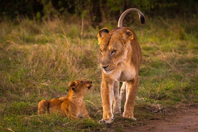 015 Masai Mara.jpg